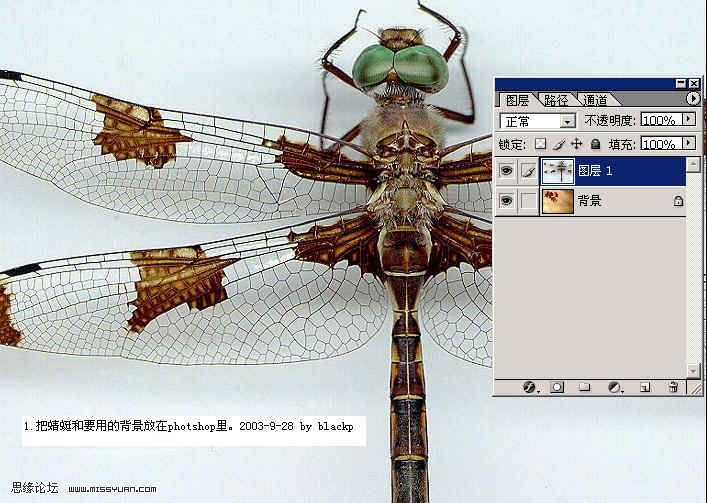 
PS抠图图层混合的方法换蜻蜓背景的教程