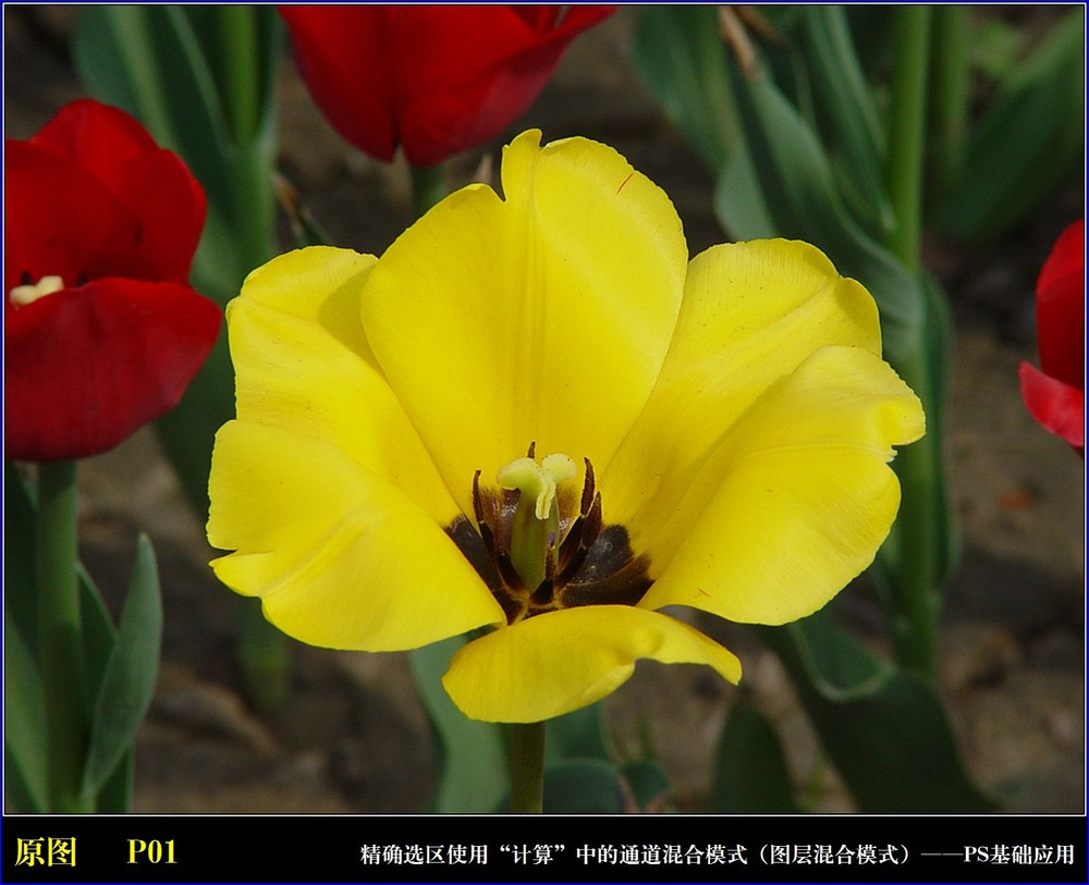 
Photoshop通过计算命令改变花的颜色实例教程