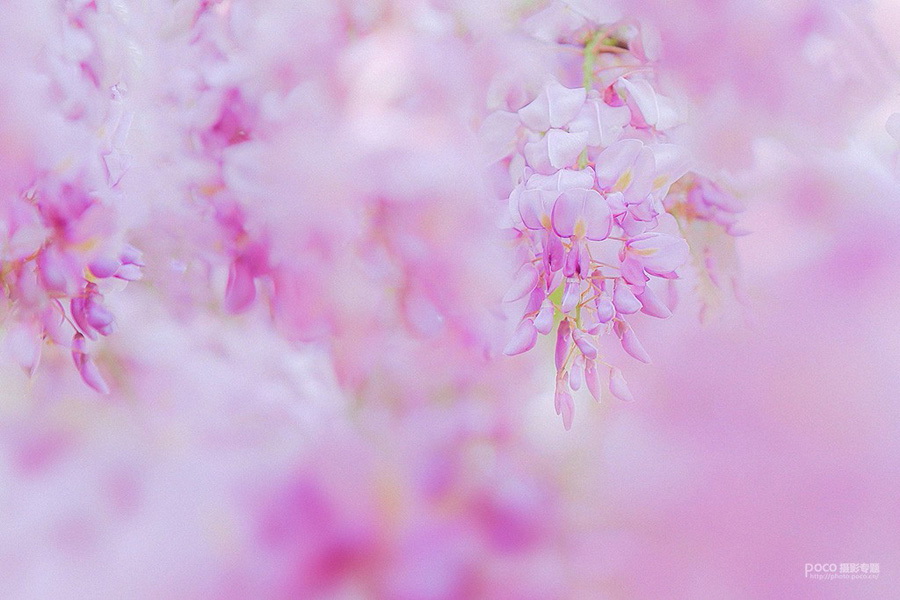 粉色花朵：PS调出外景花朵粉色主题结果,破洛洛